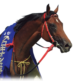 シルクフォーチュン シルクフォーチュン